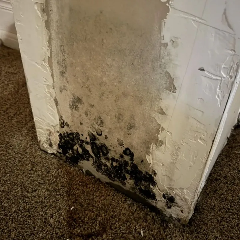 Professional Mold Removal in Morgan County, TN